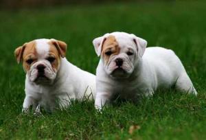 TWOXMASENGLISHBULLDOGPUPPIESFORFRE